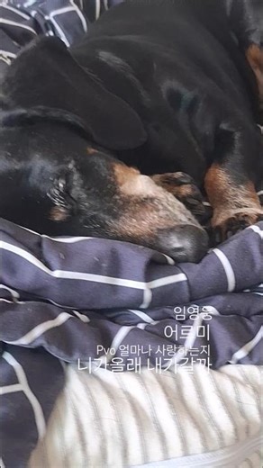#pvo 얼마나 사랑하는지 #니가올래내가갈까 #임영웅 #어르미