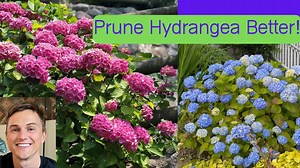 How to prune big leaf hydrangea for maximum flowers (Hydrangea macrophylla)