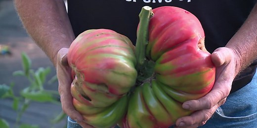 Stoughton man grows world’s largest tomato