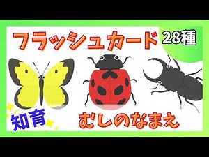 【虫の名前①イラストVer・フラッシュカード】知育 ０歳から始めよう！ 虫が苦手なパパママが子供のために作った イラストだから問題なく見れる！