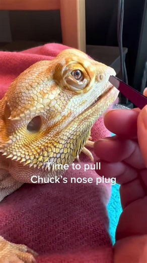 Chuck's Bearded Dragon Nose Plug Adventure
