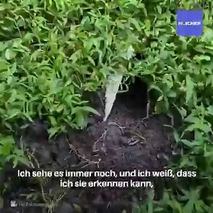 36K views · 1.2K reactions | Er war so nass, dass man seine Streifen nicht erkennen konnte. Doch als sie näher kamen, erkannten sie, dass es ein Eichhörnchen war, das Hilfe brauchte. | Klicken | Facebook