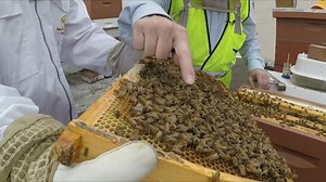 DC 'Swarm Squad' relocating beehives that end up too close for comfort