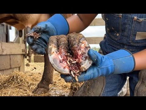 Effective Cow Hoof Infection Care and Recovery