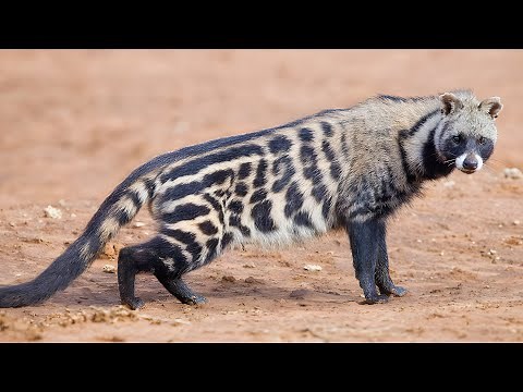 African Civet 💩 From Poop to Coffee!