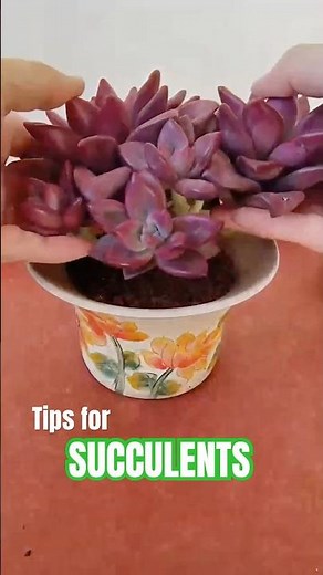 How to Repot Succulents: A Step-by-Step Guide for Beginners