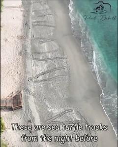 184K views · 4.4K reactions | Jupiter's shores come alive during sea turtle nesting season! Filmed in Jupiter, Florida. | Paul Dabill Photography | Facebook