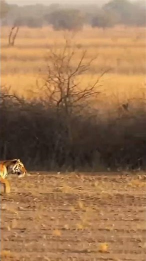 Tiger’s Hunt Interrupted in Mid-Chase