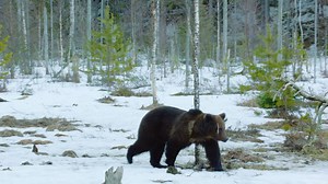 107K views · 160 shares | Think athletes work up an appetite? In a single sitting, this bear can eat up to 90 lbs. | National Geographic Animals | Facebook