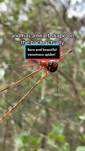 Exploring the Fascinating World of Spiders in Florida