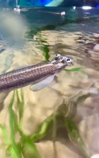 1K views | Quick: how many eyes does this fish have? Four eyed fish,...