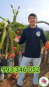 🦜 Quieres aprender a cultivar PITAHAYA correctamente?🫴Está es tu oportunidad 🤝 🌱👉 ING. ELVIS CARRERA, con más de 7 años de experiencia en PITAHAYA 🐉. ⏩Temas a tratar: - Fisiología - Origen - Producción nacional he Internacional - Variedadeds - Preparación del terreno - Sustratos -Siembra - Tutorado - Podas - Fertilización - Manejo de plagas y enfermedades - Polinización - Cosecha y postcosecha - Exportación - etc. 👉✅Así mismo los presentes de la clase práctica, disfrutarán de todo un fest