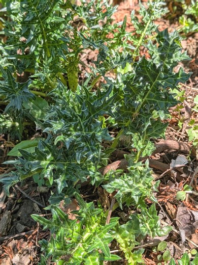 Acanthus Mollis Live Plant Start Bears Breeches Perennial Garden Drought Tolerant Architectural Plant Unusual Plant - Etsy
