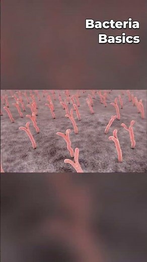 Basics of Bacteria, Virus & Fungi made fun!