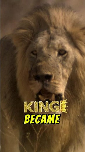 Why is the Lion 🦁 the "King of the Jungle"? 👑🌴