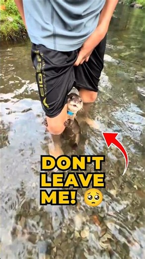 This Guy Has an Otter as a Pet 🥹