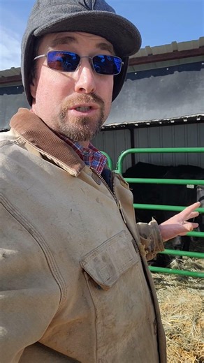 Cold weather calving #cow #simmental #farmlife