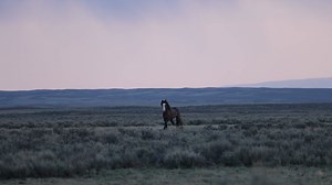 I thought you might like to see a quick glimpse of Muskogee and Sargent's interactions from earlier today. Muskogee (bay with white face) runs towards Sargent (pinto), to get Sargent to run after him. I've seen many stallions use this tactic to taunt the other stallion in an effort to wear them out. I imagine these two will eventually have a confrontation, but I'm not certain. They may have had a confrontation today, but they galloped so far away from me that I couldn't see them any longer. The 