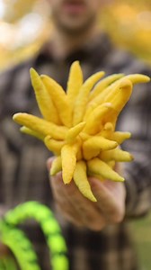 Thunderclapwhips.com | Thunderclap Whips