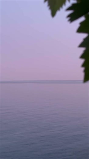 Дельфины на закате #sea #dolphin #settings #nature #travel #shortvideo #youtubeshorts #shorts #me