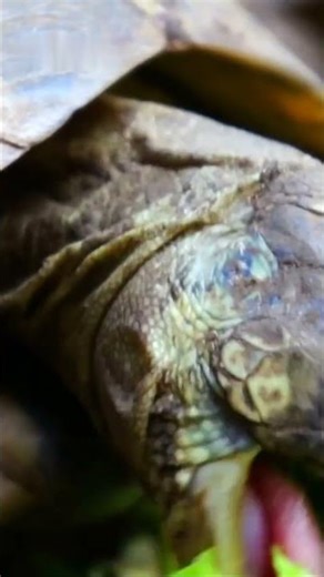 🐢🌊 بادرة إعادة السلاحف البحرية – رحلة العودة إلى البحر