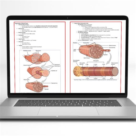 MedStudentNotes on Instagram: "🩺💡FREE High-Yield Medical Study Notes, Written By Doctors! 💯🧑🏻‍⚕️⁠ ⁠ 🩺Our Study Notes Save You Time, Reduce Burnout Risk, AND Improve Your Exam Results!🎓⁠ ⁠ 👍An ESSENTIAL Resource for ALL Medical, MBBS, MD, & MBChB students, as well as PA, Nursing, Pre-Med, USMLE & Allied Health Students! 💊⁠ ⁠ 👉COVERING ALL BODILY-SYSTEMS & TOPICS: ⁠ ✅ Anatomy, ⁠ ✅ Physiology, ⁠ ✅ Pathophysiology, ⁠ ✅ Pathology, &⁠ ✅ Therapeutic Principles!⁠ ✅ (+ Pharmacology, Genetics, B