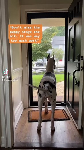 Great Dane Puppy Growth: From Newborn to Full Grown