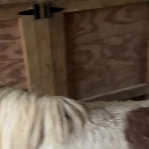 Severe storms are forecasted for this morning through early afternoon. We had just made it back to let the minis out when the bottom dropped out. Luckily, Tink, Caramel and Xena let us hang out with them until the worst of it passed. For everyone that is in the path of the storms today, stay safe. | Trinity Rescue and Equine Sanctuary