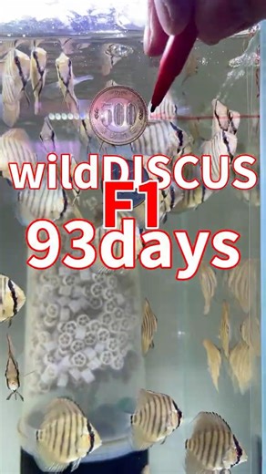 26.1.22【約90日経過 ５ｃｍぐらい】#shorts#aquarium #fish #アクアリウム#ディスカス #discus #breading