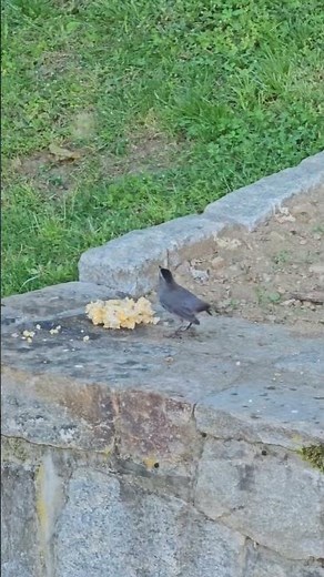 Gray Catbird