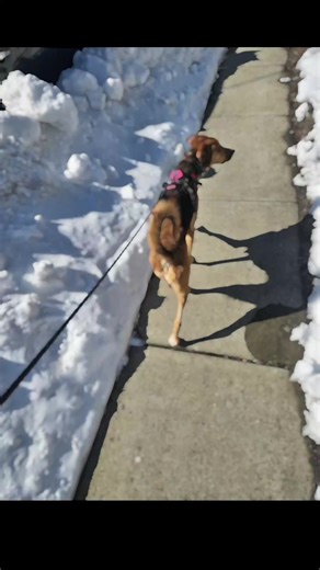 #dogsoftiktok #dogsoffacebook #neilyhoopsx #dog #trixie