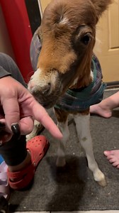 The little whinny!!!!! Ugh!! I haven’t heard her vocalize in a long time so my heart is officially melted 🥹 | Becca Hammon