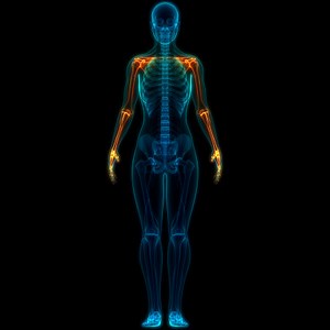 3D Illustration of Human Skeleton System Upper Limbs Anatomy