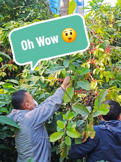 Bean to cup journey 🌱☕ Students learning coffee the real way—farm bata barista samma! #pjbaristaschool #batista #farmvisit #harvesting #coffee