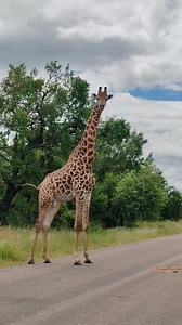 27K views · 542 reactions | Inquisitive giraffe bull #wild #life #nature | African Bush Kingdom | Facebook
