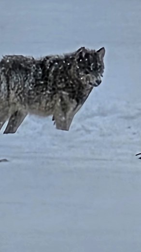 Day one is in the books, and what an incredible day it was! #snowmobiling #yellowstonenationalpark #wolves #bison | Adam Phillips