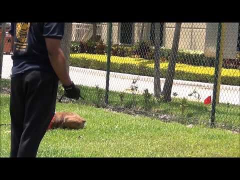 Family Protection Dog "TIGER" a Boxer, K9 Enforcement Academy