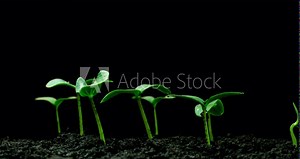 Growing green cucumber plant time lapse. Timelapse seed growing, Closeup nature agriculture shoot. Vegetable sprouting from the ground. macro