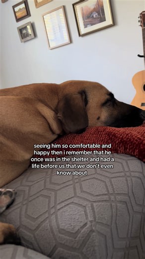 Heartwarming Rescue Story of Our Shelter Dog