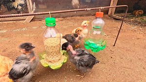 3.7M views · 47K reactions | Una Excelente Idea para criar a tus Pollitos un Comedero y Bebedero Automático hecho solo con botellas de plástico RECICLADO♻️. | Bonita Idea | Facebook