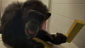 Watch Surviving Progress Video on Amazon Live