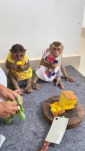 2.5K views · 38 reactions | Hardworking Monkey Icy still doesn’t get the food before others #monkey #PetRehoming #pet #MonkeyLife #animals #cute | Monkey Loader | Facebook
