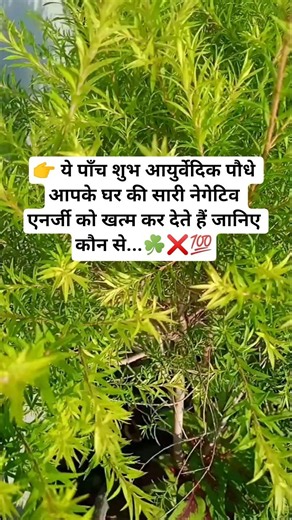 5 Most Lucky vastu plants Ayurvedic plants for home🌿💯 👍#garden #plants #nature #shorts #yt #viral