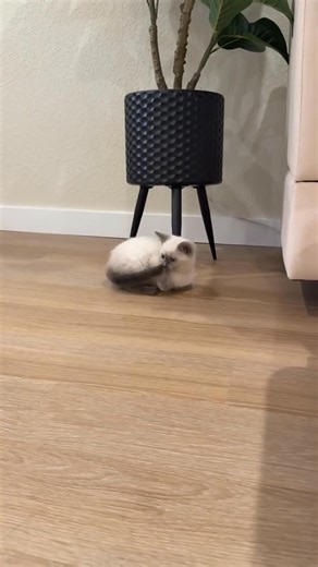 Siamese Kittens for Adoption. Beautiful male and female Siamese kittens available for adoption. Raised in a loving home, not in cages, and well-socialized with children. They are affectionate, playful, and make wonderful companions.If you’re looking to adopt a friendly and loving Siamese kitten, contact us for more details.#SiameseKittens #SiameseCat #KittenAdoption #CatsOfInstagram #SiameseLove #AdoptDontShop #CatLovers #KittenLove #FurBaby #SiameseBeauty #AdoptAKitten #SiameseLife #CatAdoption