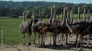 Ostrich farm. Ostriches walk slowly through the grass. Carefully observe the world.