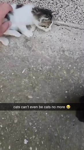 Cat With Hands Meme Compilation