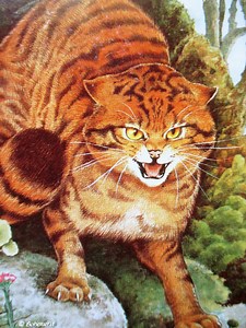 Druid Animal Oracle card 'Cat' (Cat)