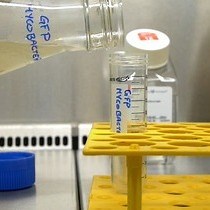 Video: A Microscopic Phenotypic Assay for the Quantification of Intracellular Mycobacteria Adapted for High-throughput/High-content Screening