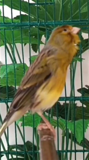 chant canaries singing canaris 75 تغريد الكناري