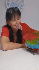 Why macaws do the little shoulder-raise / wing-flick That tiny “shoulder lift,” half-wing flip, or soft flutter is a micro-signal in parrot body language. It’s subtle but very meaningful, and it shows up most when they are: focused emotionally regulated interacting gently with babies or trusted humans training or performing a task that requires precision (like retrieval) It’s a cluster of neurological, social, and physical cues happening all at once. 1. Arousal Regulation Birds don’t just have e